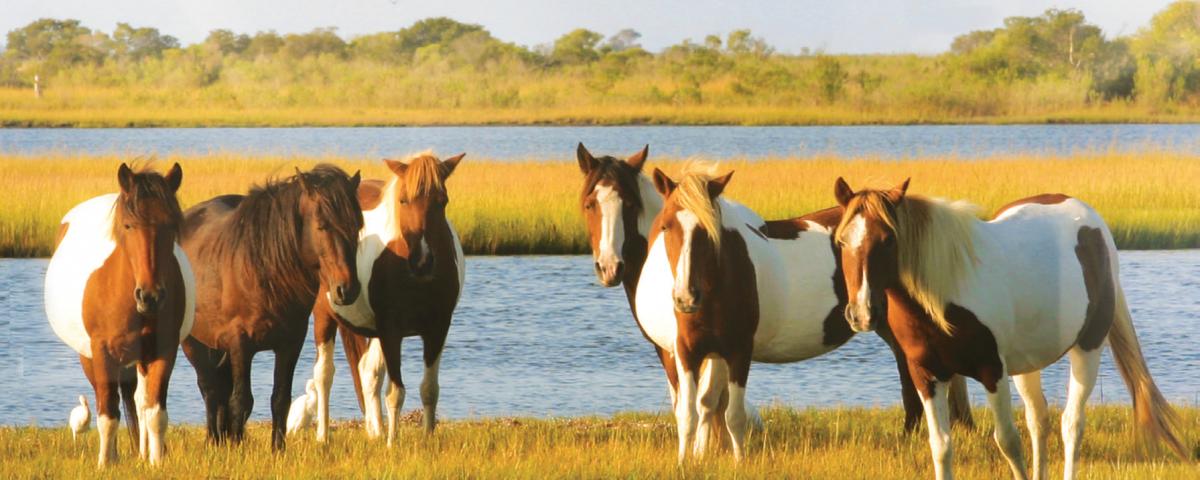 Wild Horses on Assateague Island Visit the national park famous for its horses that roam free.