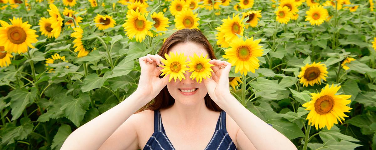 Sunflower field